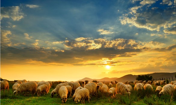 Sheep grazing in a field.